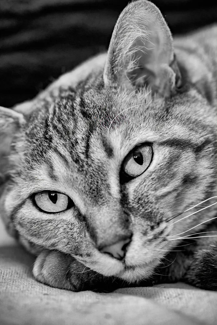 There Aren't Enough Black And White Photographs Of Cats, Nor Can There Be, So Here Are Mine