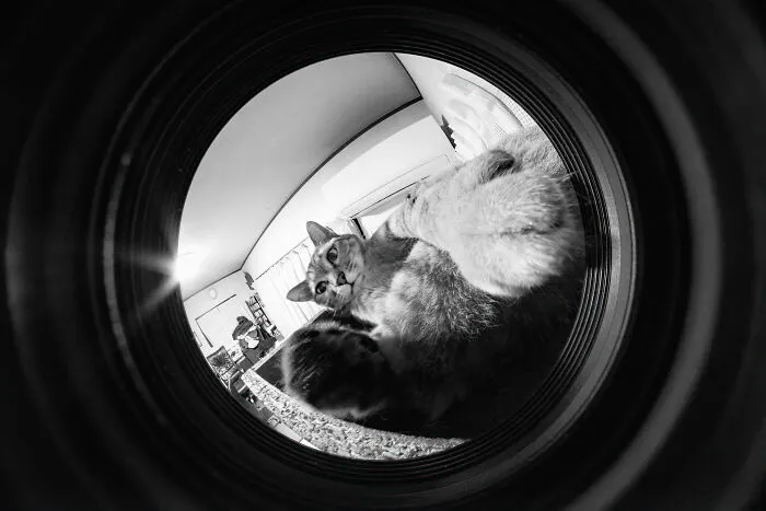 There Aren't Enough Black And White Photographs Of Cats, Nor Can There Be, So Here Are Mine