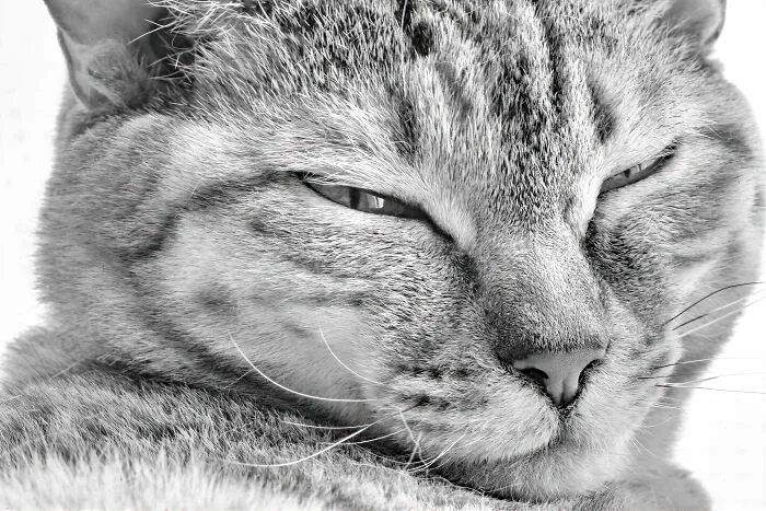 There Aren't Enough Black And White Photographs Of Cats, Nor Can There Be, So Here Are Mine