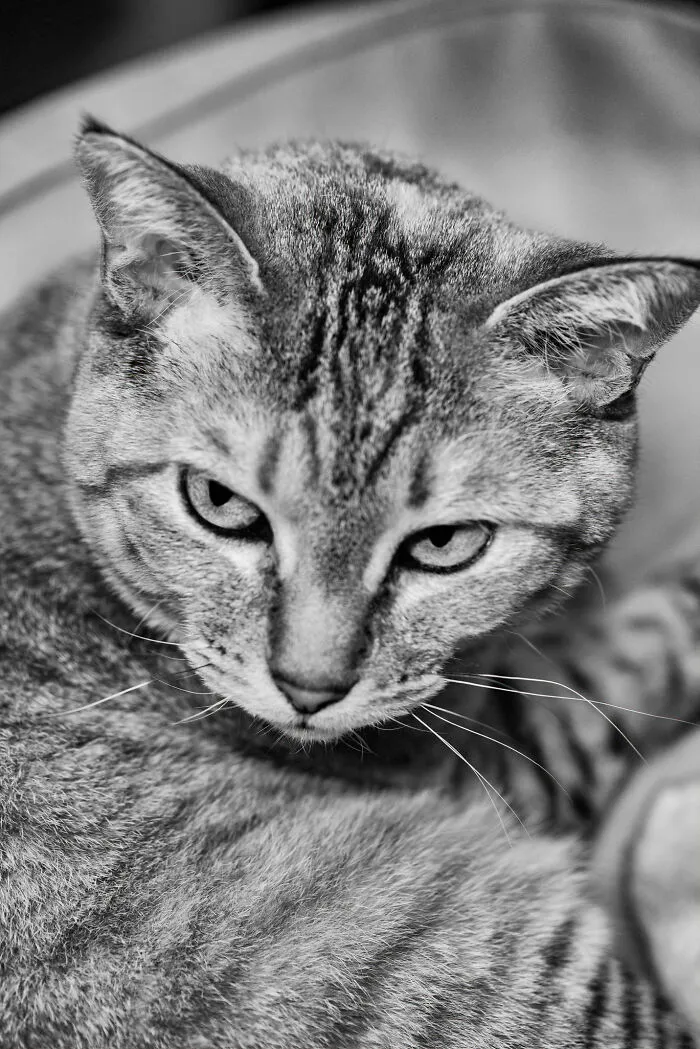 There Aren't Enough Black And White Photographs Of Cats, Nor Can There Be, So Here Are Mine