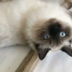 HoOmAn BeAn