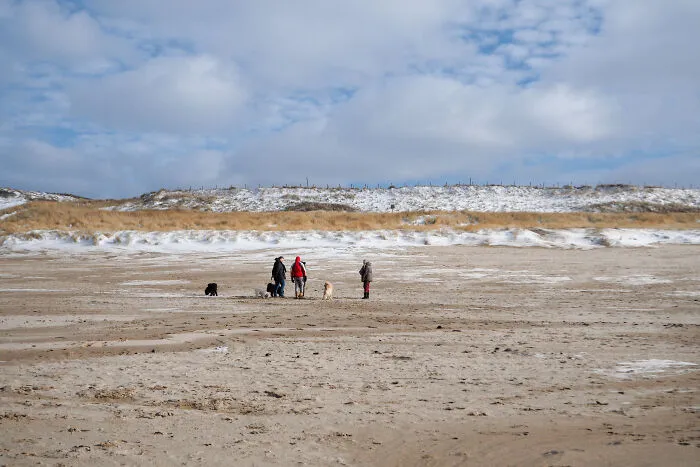People Walking Their Dogs