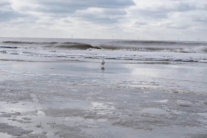 A Lonely Seagull