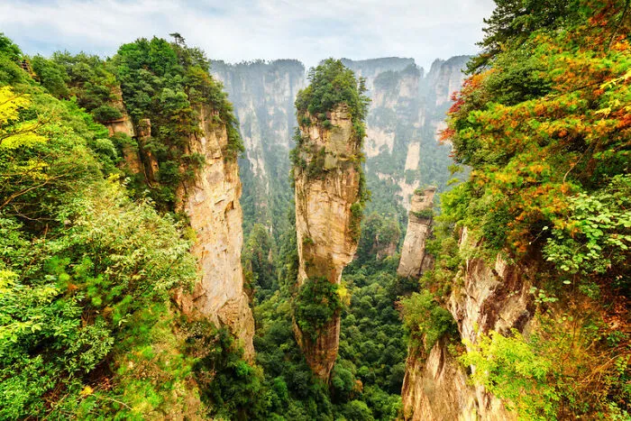 Real-Life Forest That Looks Unreal