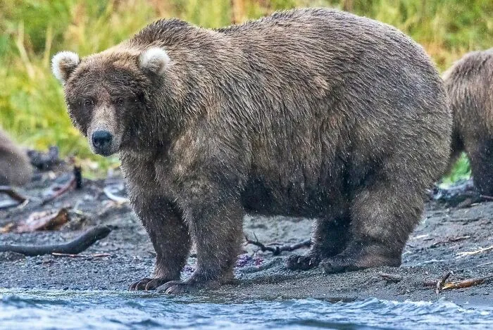 Post A Picture Of An Animal Way Bigger Than They Should Be