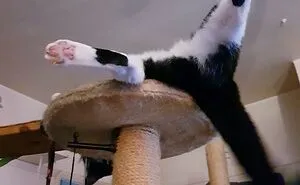 Hey Pandas, Post The Funniest Pic Of Your Pet (Closed)