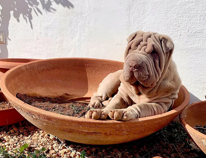 This Shar Pei Is Tricking People On The Internet Into Thinking He's A Scrunched-Up Blanket (53 Pics)