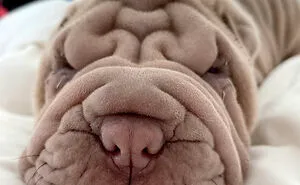 This Shar Pei Is Tricking People On The Internet Into Thinking He's A Scrunched-Up Blanket (53 Pics)