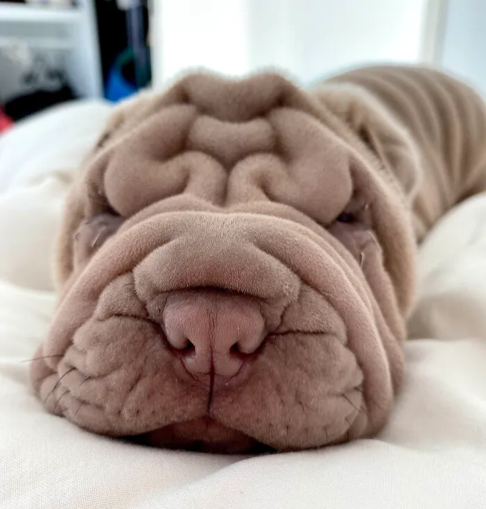 Blanket-Dog-Shar-Pei-Wrinkles-Harvey-Thesharpei