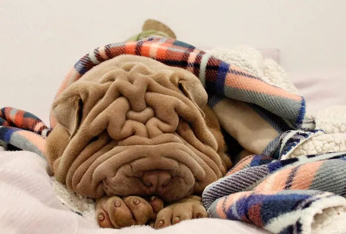 This Shar Pei Is Tricking People On The Internet Into Thinking He's A Scrunched-Up Blanket (53 Pics)