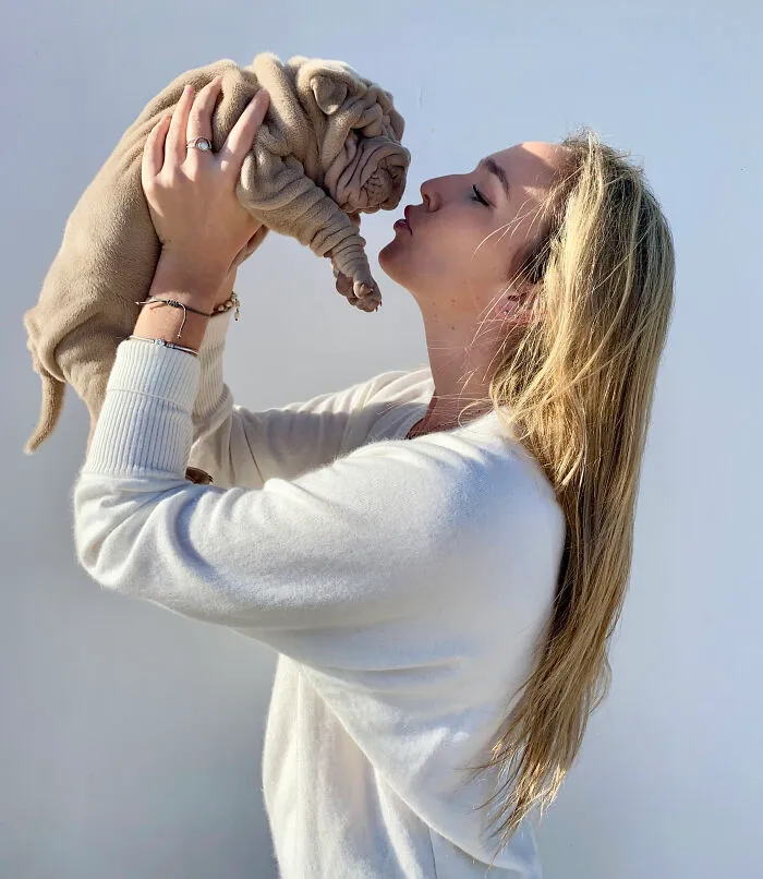 This Shar Pei Is Tricking People On The Internet Into Thinking He's A Scrunched-Up Blanket (53 Pics)