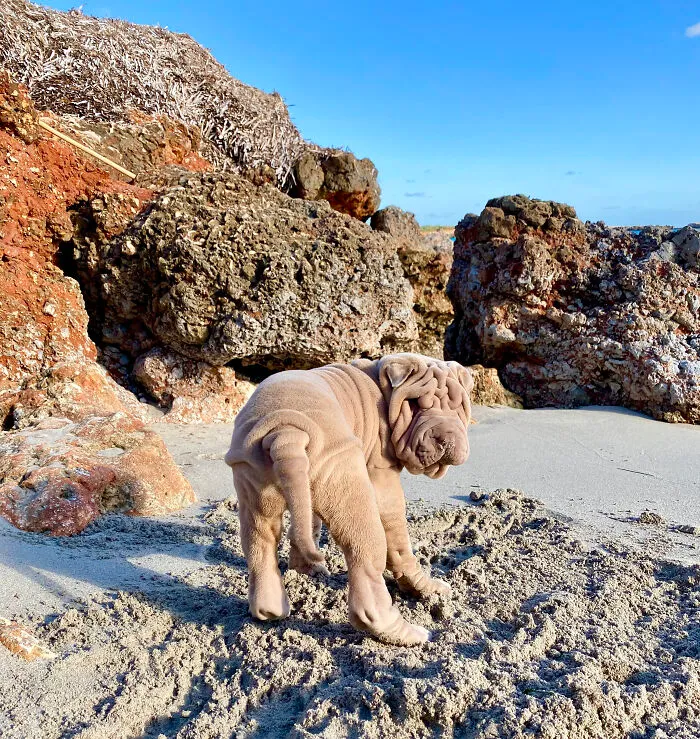 This Shar Pei Is Tricking People On The Internet Into Thinking He's A Scrunched-Up Blanket (53 Pics)