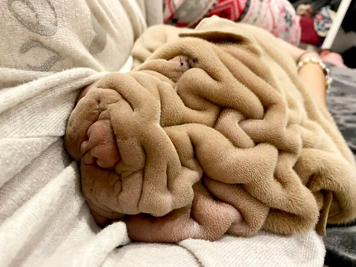 This Shar Pei Is Tricking People On The Internet Into Thinking He's A Scrunched-Up Blanket (53 Pics)