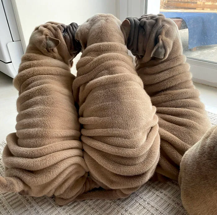 This Shar Pei Is Tricking People On The Internet Into Thinking He's A Scrunched-Up Blanket (53 Pics)