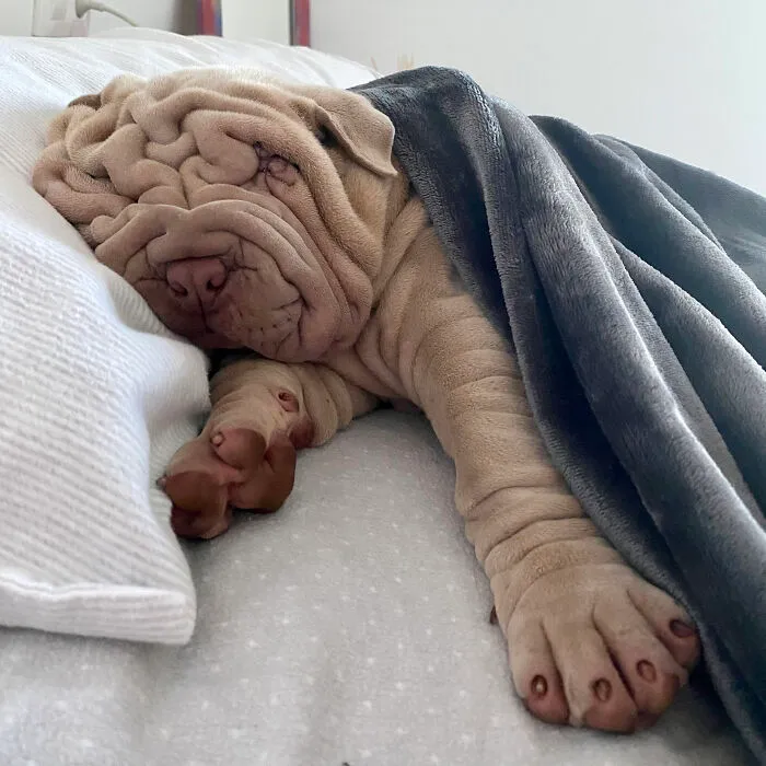 This Shar Pei Is Tricking People On The Internet Into Thinking He's A Scrunched-Up Blanket (53 Pics)