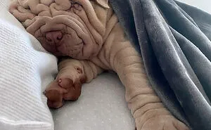 This Shar Pei Is Tricking People On The Internet Into Thinking He's A Scrunched-Up Blanket (53 Pics)