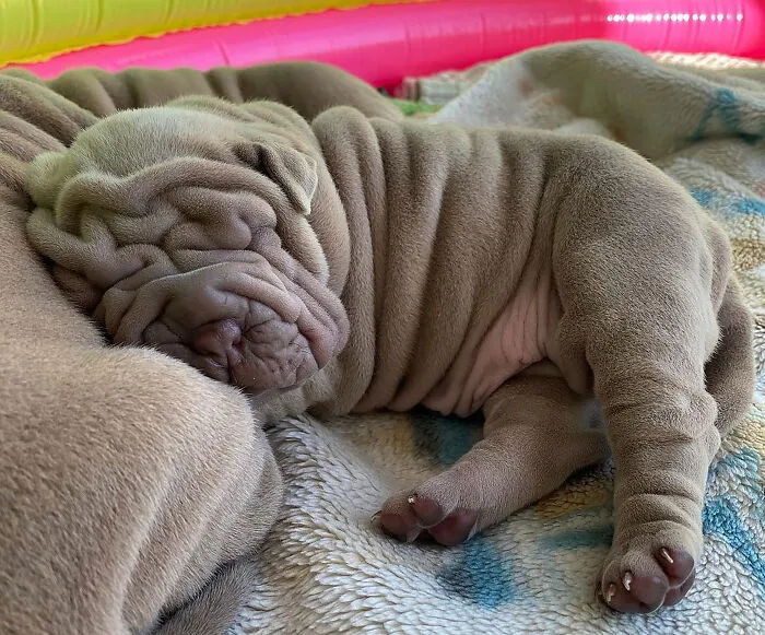 This Shar Pei Is Tricking People On The Internet Into Thinking He's A Scrunched-Up Blanket (53 Pics)
