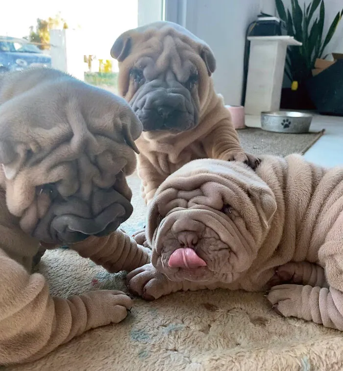 This Shar Pei Is Tricking People On The Internet Into Thinking He's A Scrunched-Up Blanket (53 Pics)