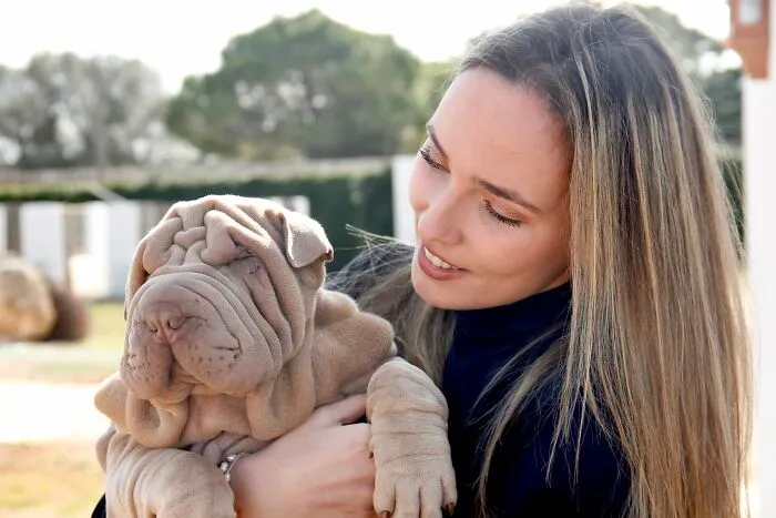This Shar Pei Is Tricking People On The Internet Into Thinking He's A Scrunched-Up Blanket (53 Pics)