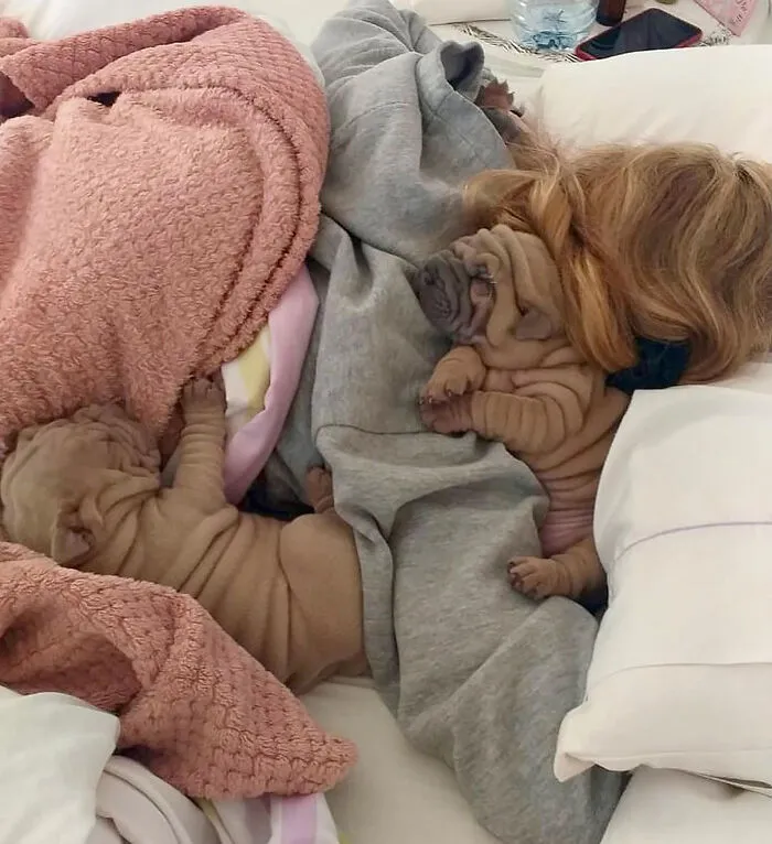 Blanket-Dog-Shar-Pei-Wrinkles-Harvey-Thesharpei