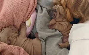 This Shar Pei Is Tricking People On The Internet Into Thinking He's A Scrunched-Up Blanket (53 Pics)