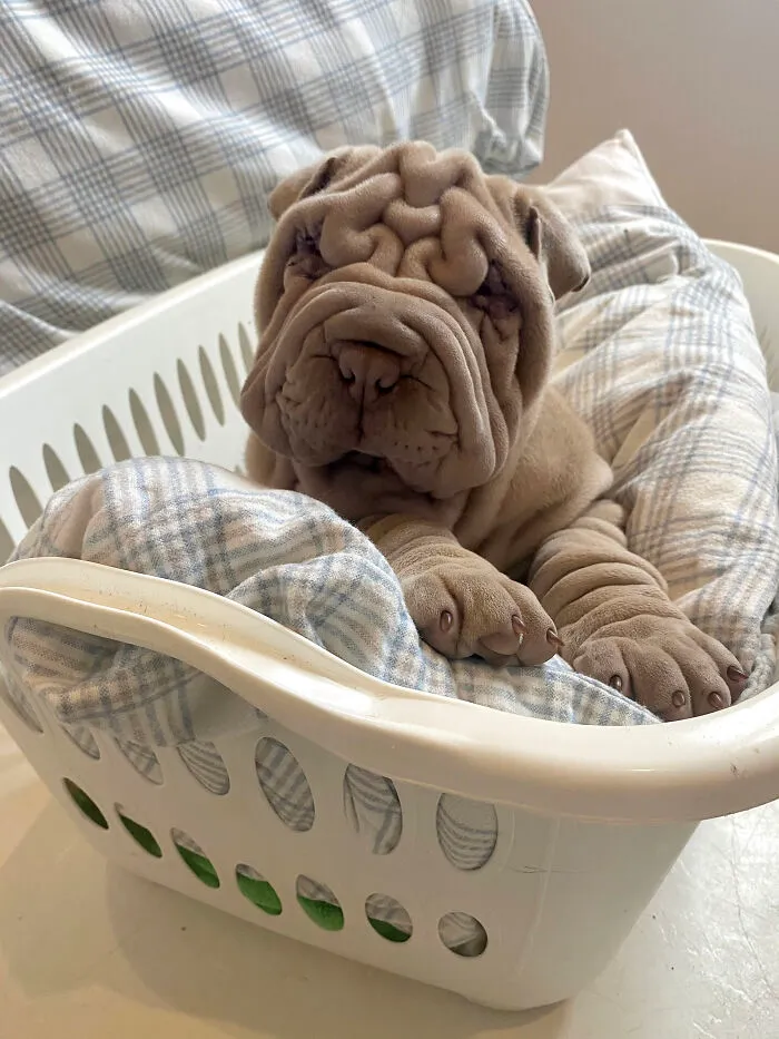 This Shar Pei Is Tricking People On The Internet Into Thinking He's A Scrunched-Up Blanket (53 Pics)