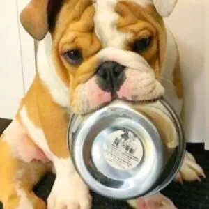 I_Rate_Pets