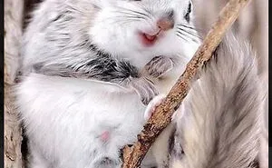Eleven Weird Animals That Must Be Seen