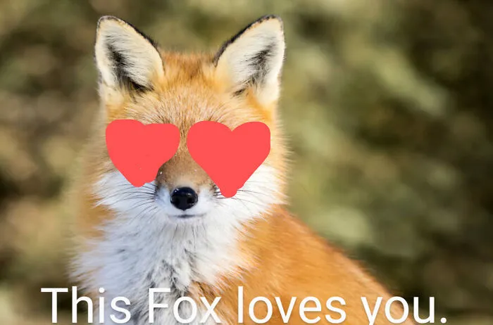 ♥️🦊♥️