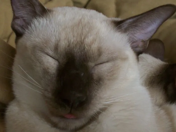 Sleep Blep