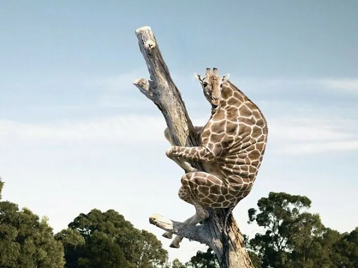 This Instagram Account Shows What Animals Would Look Like Without Necks (32 Pics)