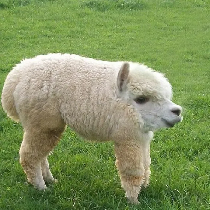 This Instagram Account Shows What Animals Would Look Like Without Necks (32 Pics)