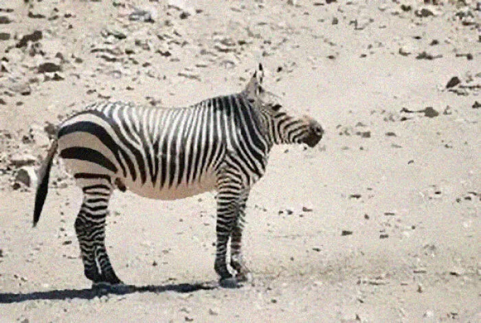 This Instagram Account Shows What Animals Would Look Like Without Necks (32 Pics)
