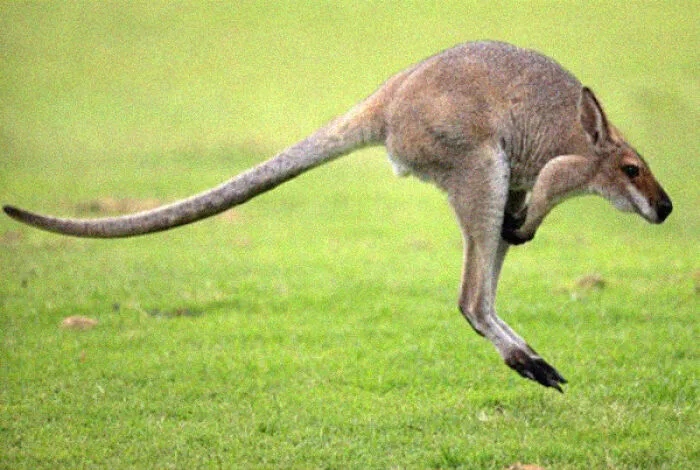 This Instagram Account Shows What Animals Would Look Like Without Necks (32 Pics)