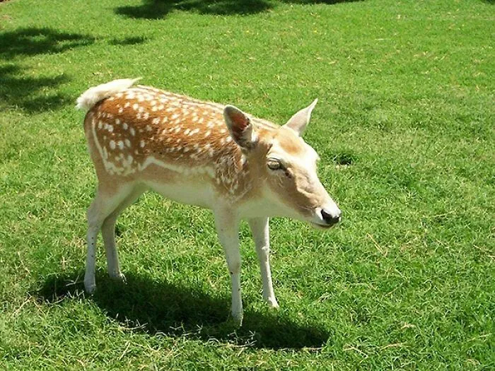 This Instagram Account Shows What Animals Would Look Like Without Necks (32 Pics)