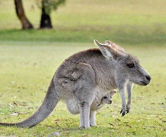 This Instagram Account Shows What Animals Would Look Like Without Necks (32 Pics)