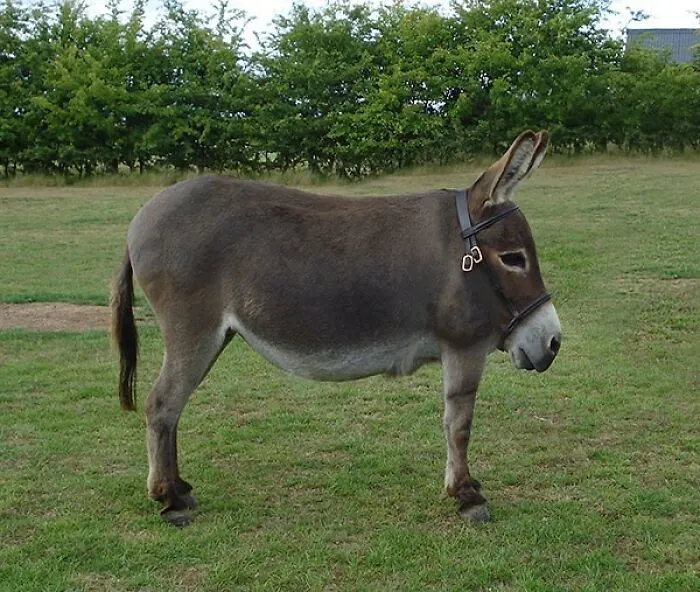This Instagram Account Shows What Animals Would Look Like Without Necks (32 Pics)