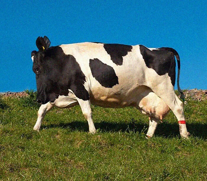 This Instagram Account Shows What Animals Would Look Like Without Necks (32 Pics)