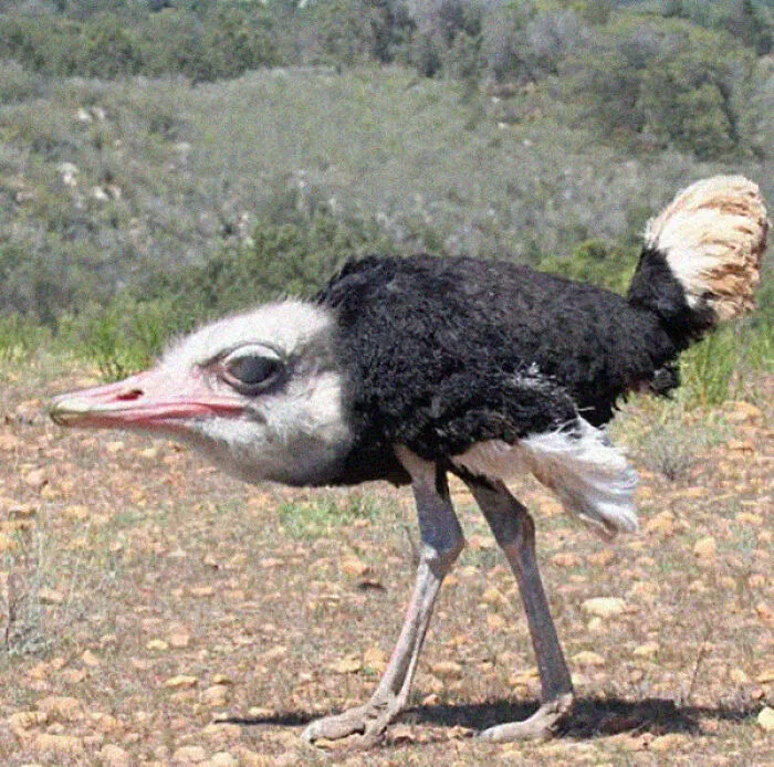 This Instagram Account Shows What Animals Would Look Like Without Necks (32 Pics)
