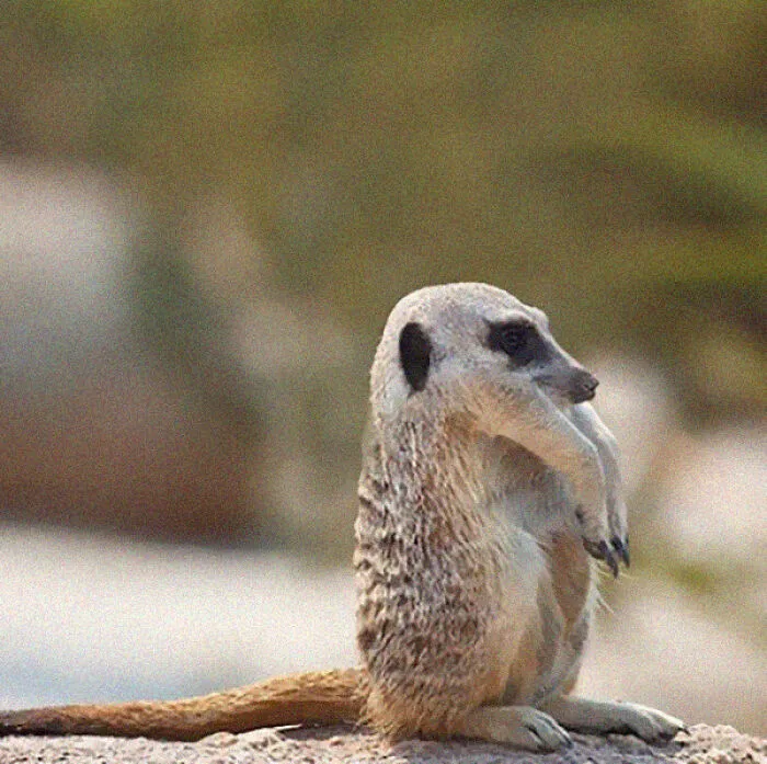 This Instagram Account Shows What Animals Would Look Like Without Necks (32 Pics)