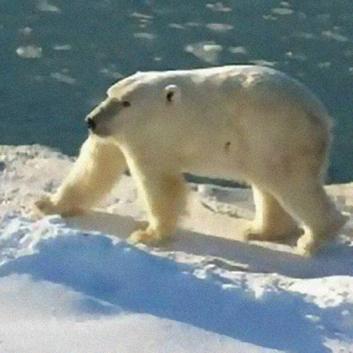 This Instagram Account Shows What Animals Would Look Like Without Necks (32 Pics)