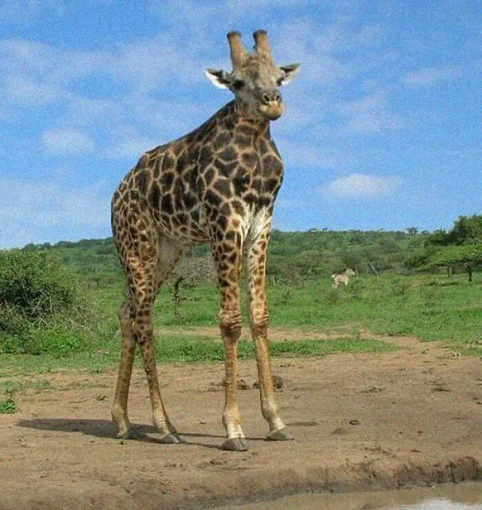 This Instagram Account Shows What Animals Would Look Like Without Necks (32 Pics)