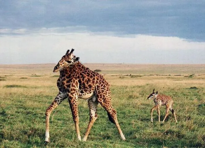 This Instagram Account Shows What Animals Would Look Like Without Necks (32 Pics)