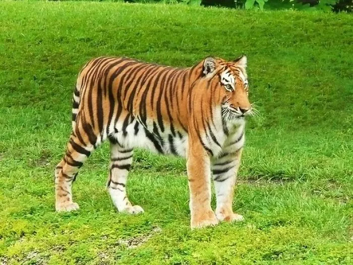 This Instagram Account Shows What Animals Would Look Like Without Necks (32 Pics)