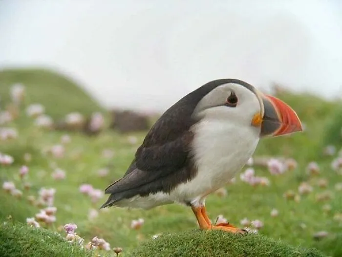 This Instagram Account Shows What Animals Would Look Like Without Necks (32 Pics)