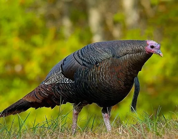 This Instagram Account Shows What Animals Would Look Like Without Necks (32 Pics)