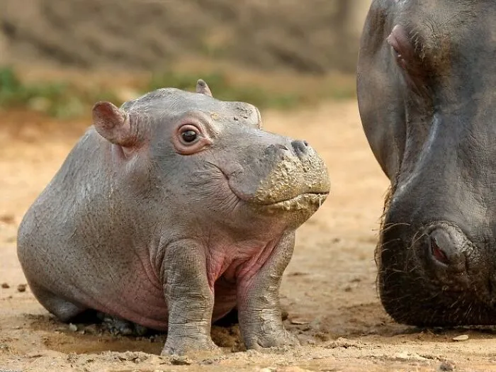 This Instagram Account Shows What Animals Would Look Like Without Necks (32 Pics)