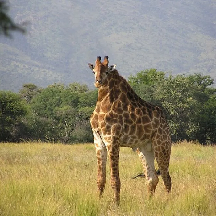 This Instagram Account Shows What Animals Would Look Like Without Necks (32 Pics)