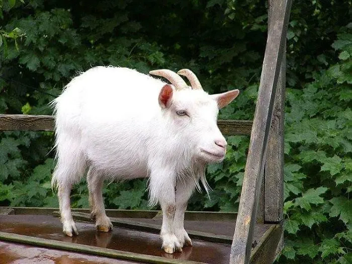 This Instagram Account Shows What Animals Would Look Like Without Necks (32 Pics)