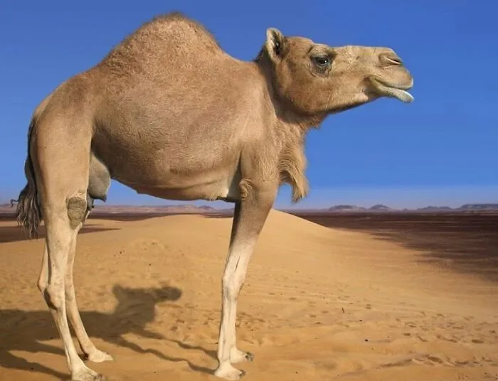 This Instagram Account Shows What Animals Would Look Like Without Necks (32 Pics)